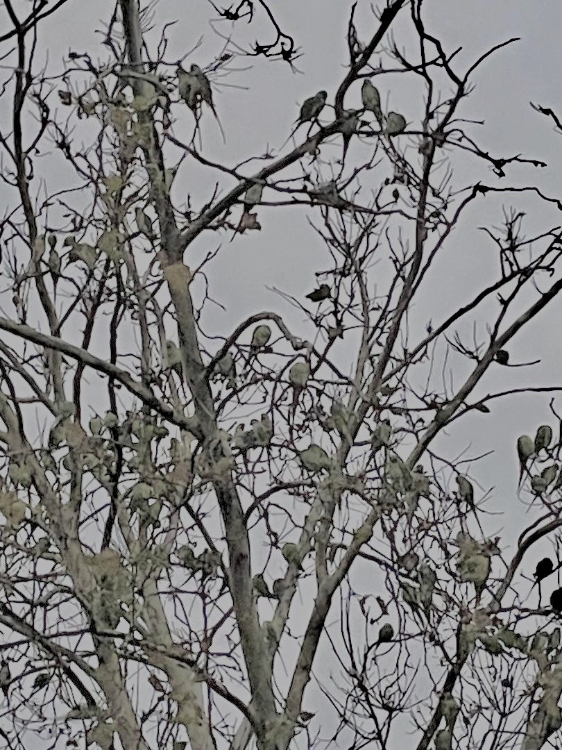 Rose-ringed Parakeet - ML643595861