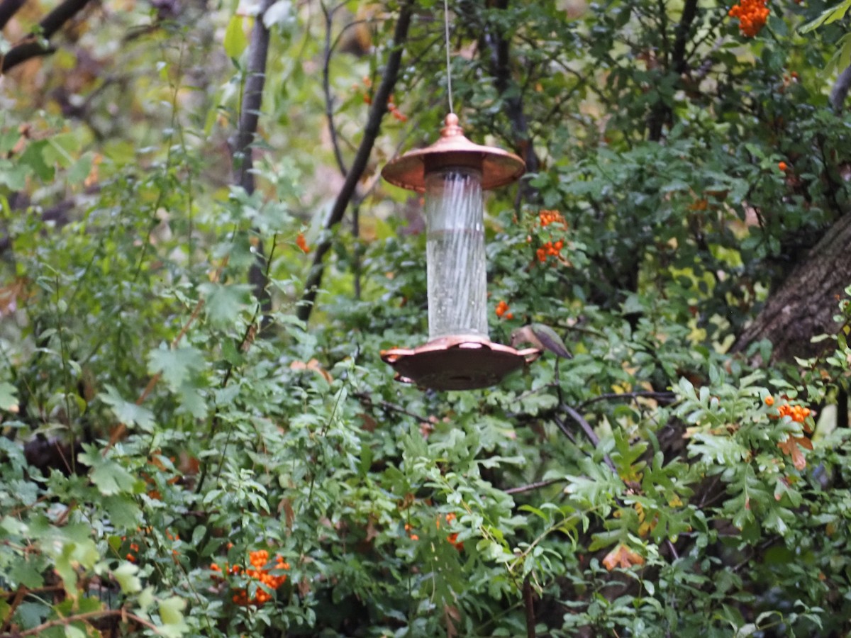 Broad-tailed Hummingbird - ML643595867