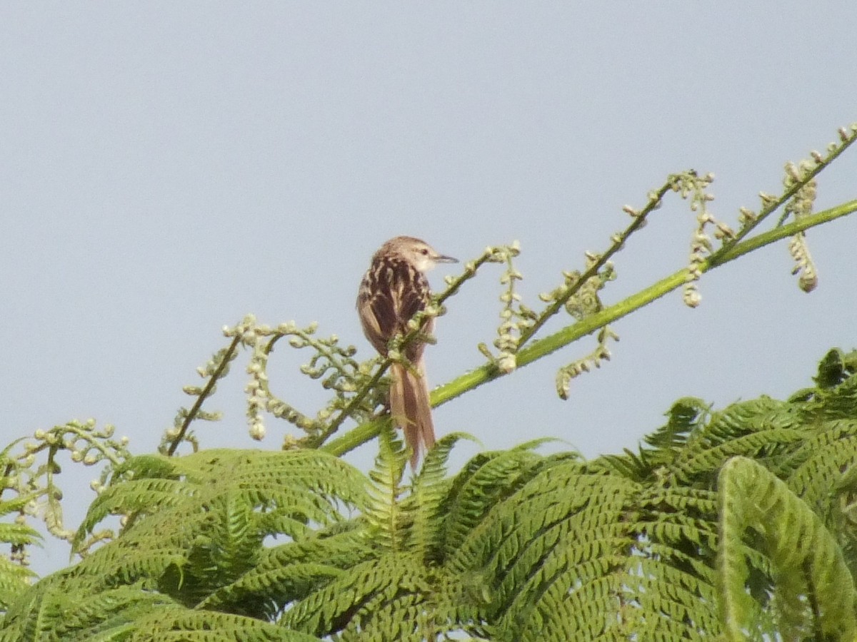Striated Grassbird - ML643595892