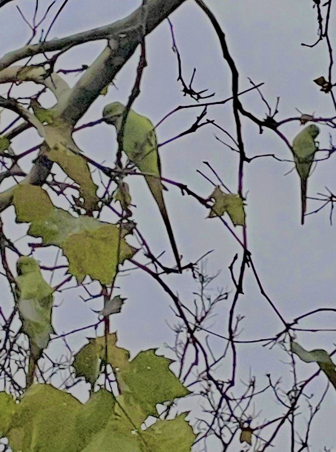 Rose-ringed Parakeet - ML643595895
