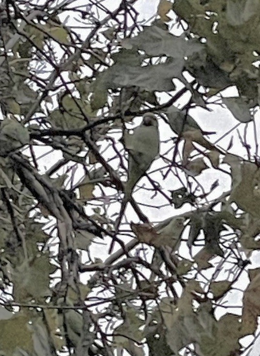 Rose-ringed Parakeet - ML643595899