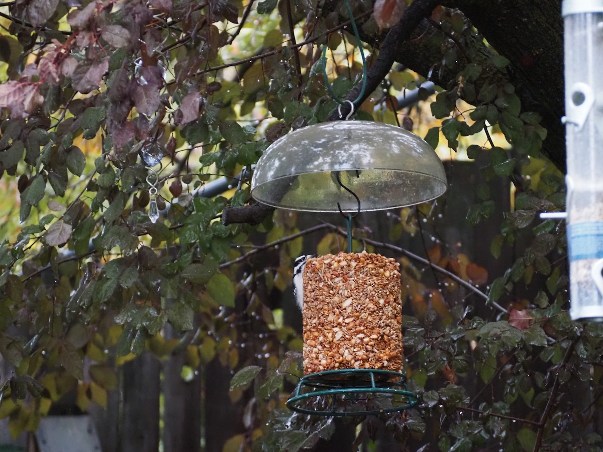 Downy Woodpecker - ML643595901