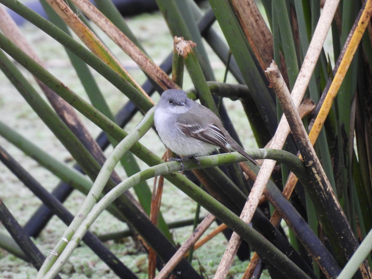 Sooty Tyrannulet - ML643595909