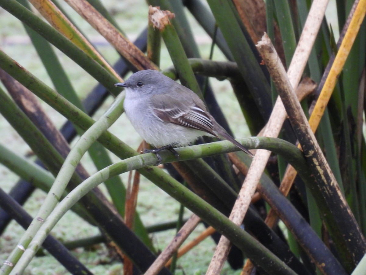 Sooty Tyrannulet - ML643595910