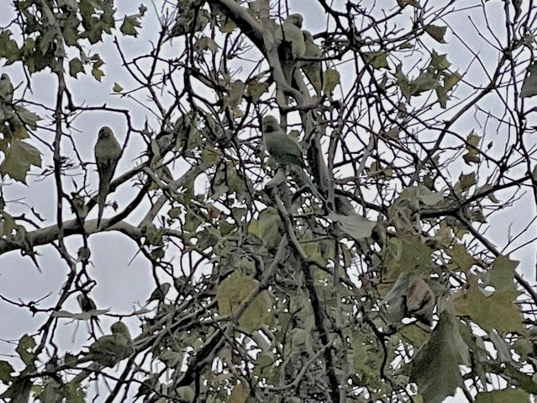 Rose-ringed Parakeet - ML643595914