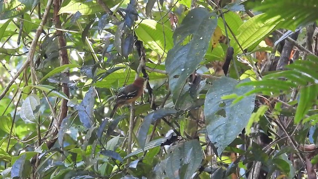 Amazonian Antshrike - ML643595937