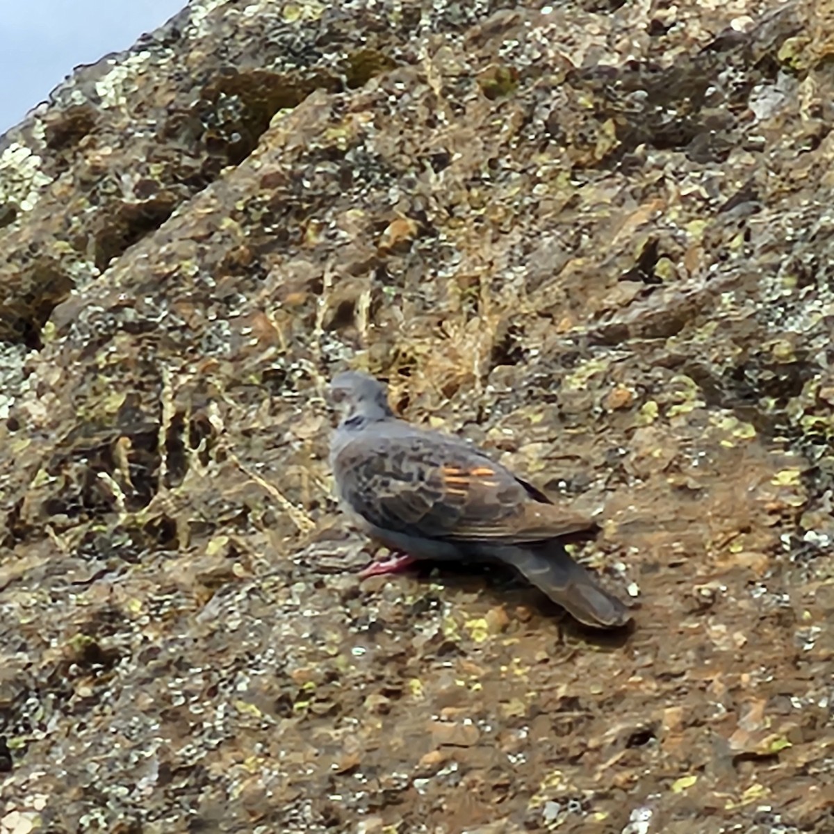 Dusky Turtle-Dove - ML643595944