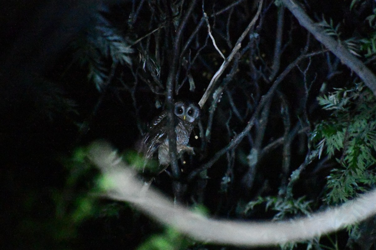 African Wood-Owl - ML643595972