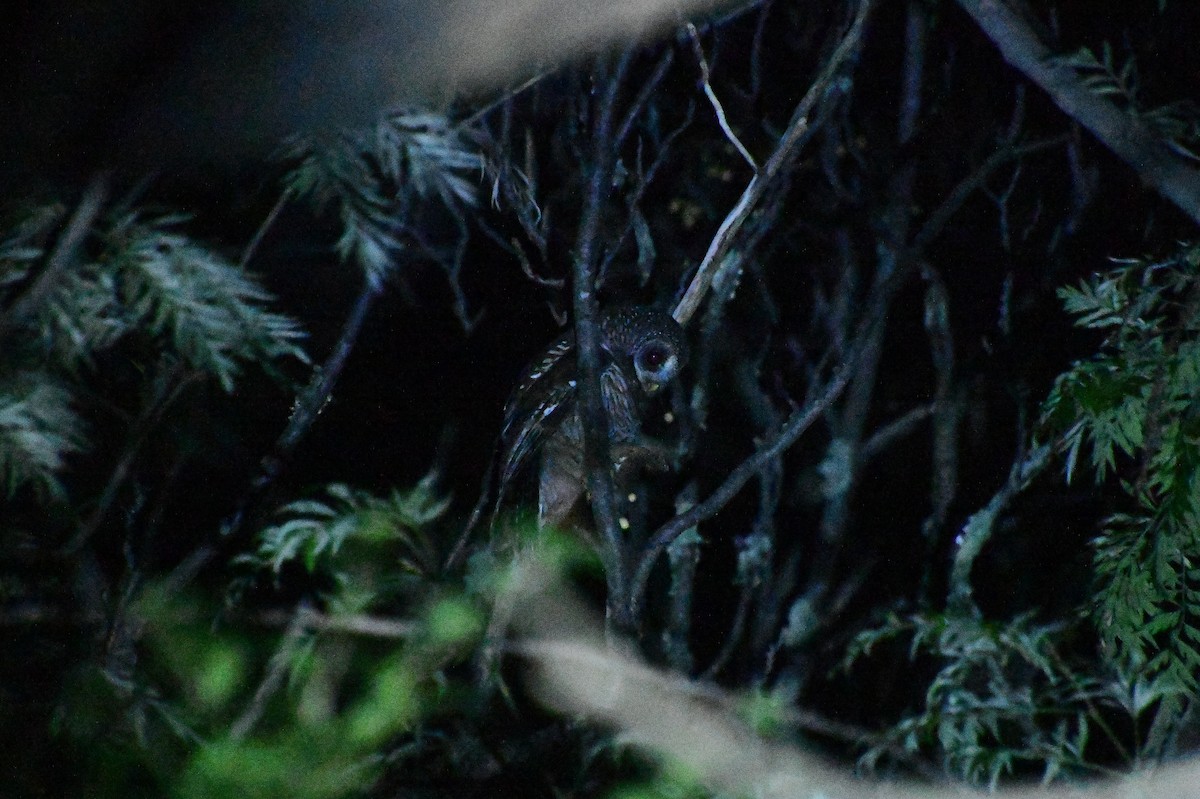 African Wood-Owl - ML643595973