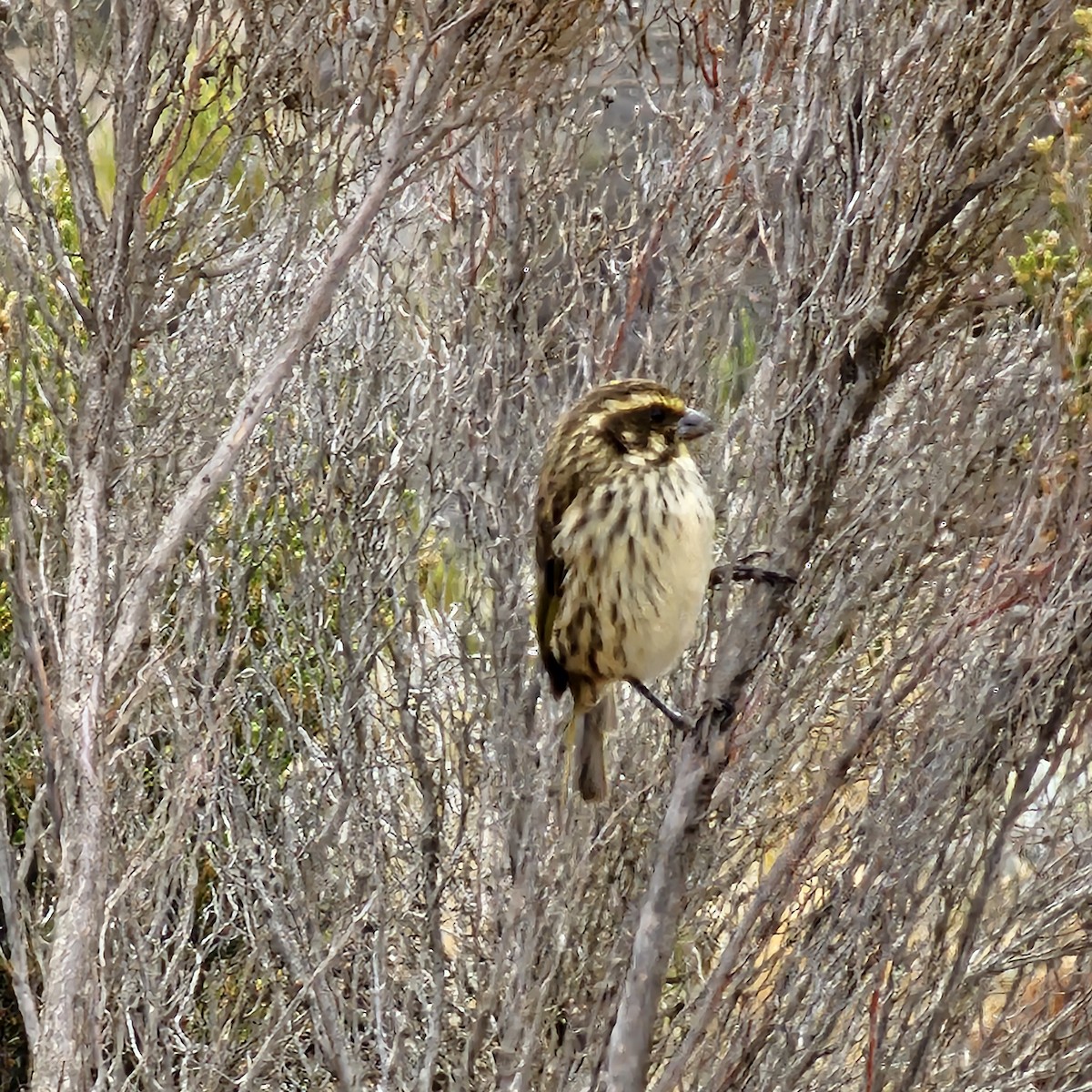 Streaky Seedeater - ML643595974