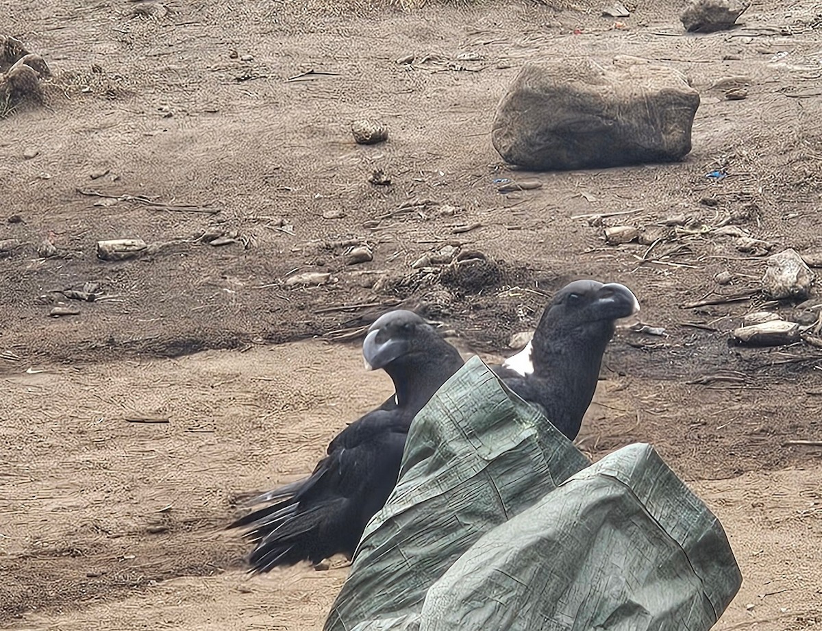 White-necked Raven - ML643595978