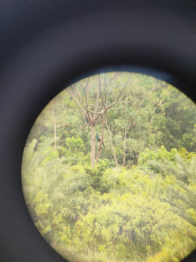 Indian Peafowl - ML643595984
