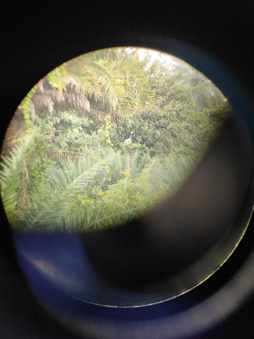 Indian Peafowl - ML643595985