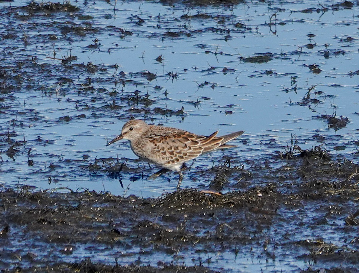 White-rumped Sandpiper - ML643596002