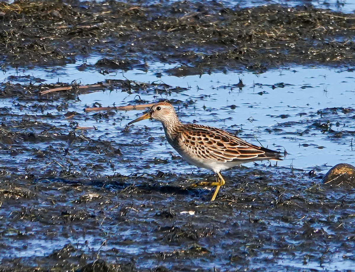 Pectoral Sandpiper - ML643596010