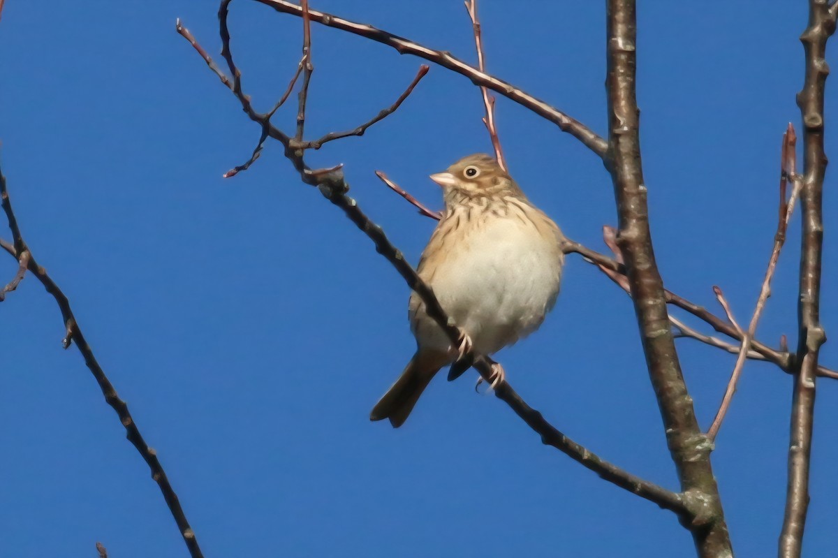 Vesper Sparrow - ML643596020