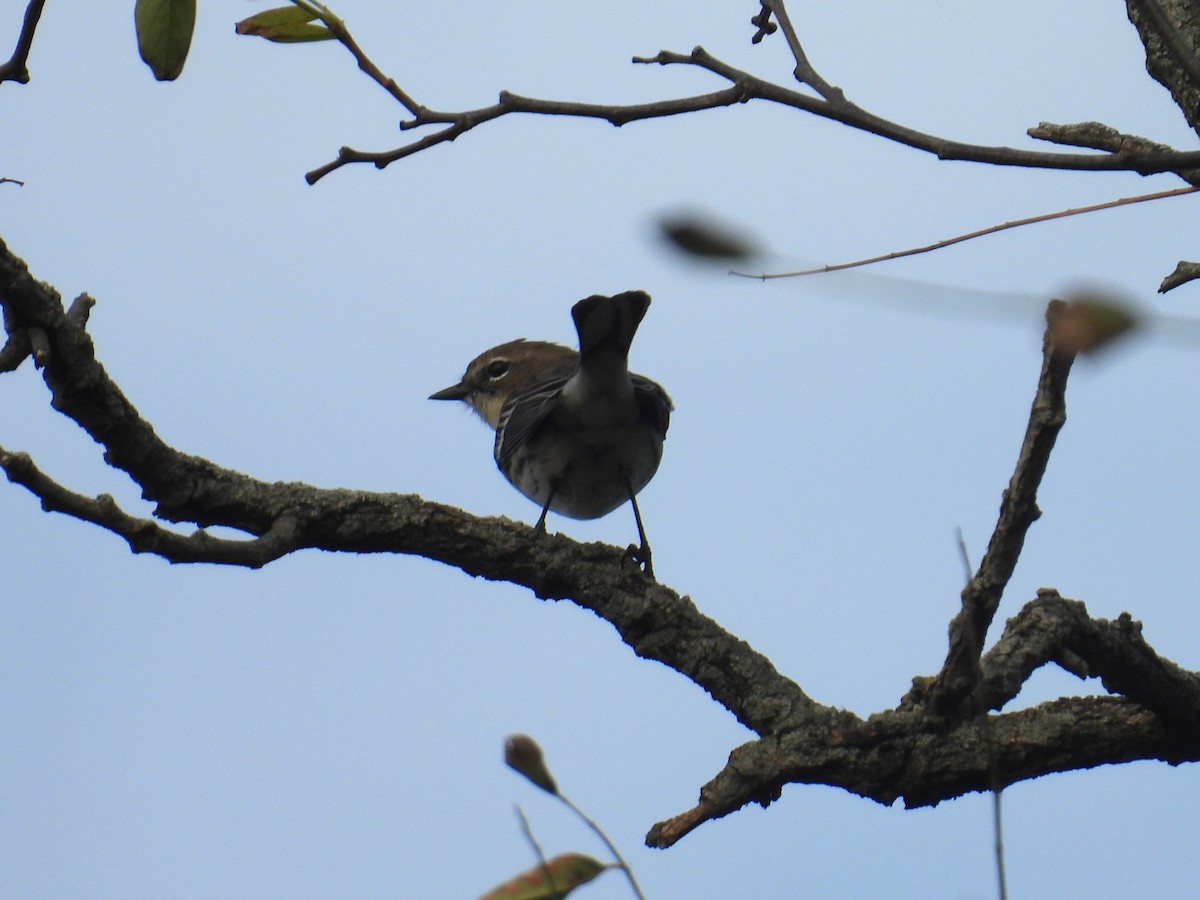 Yellow-rumped Warbler - ML643596037