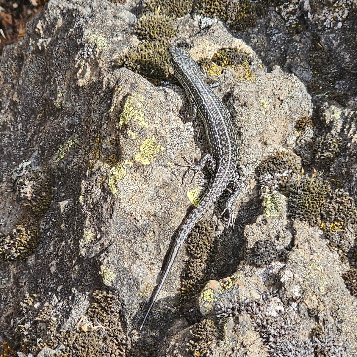 Animals - ML643596040