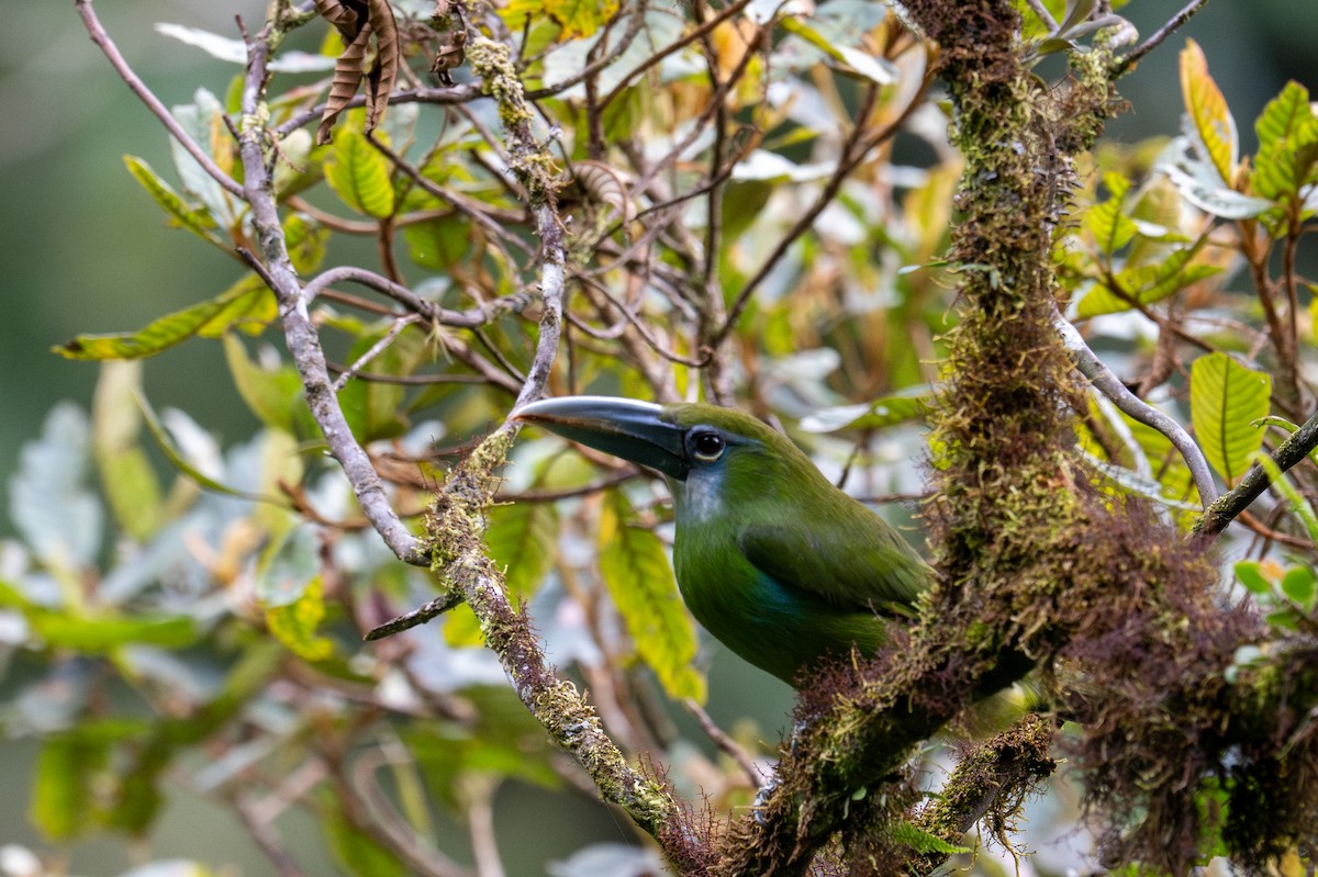 Blue-banded Toucanet - ML643596041