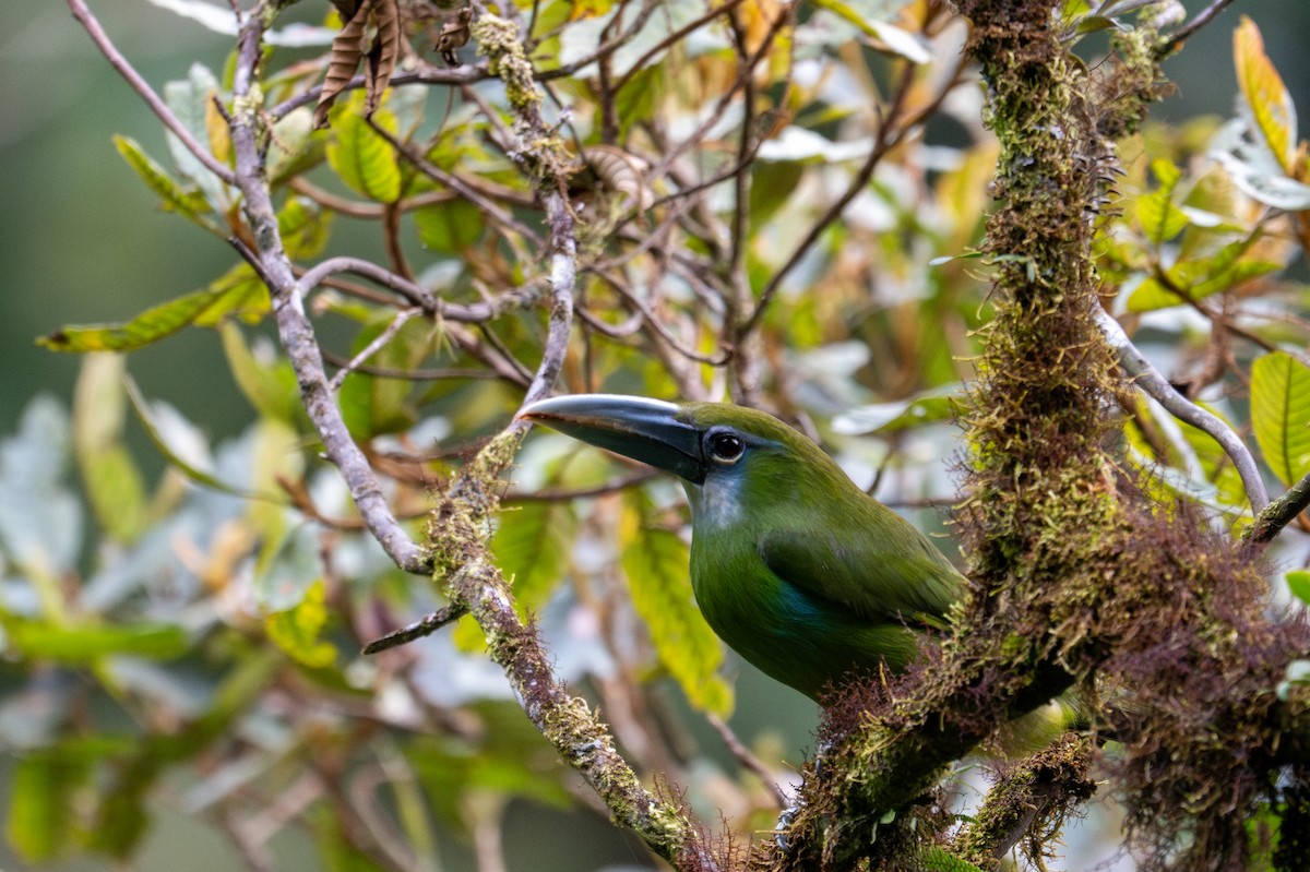 Blue-banded Toucanet - ML643596042