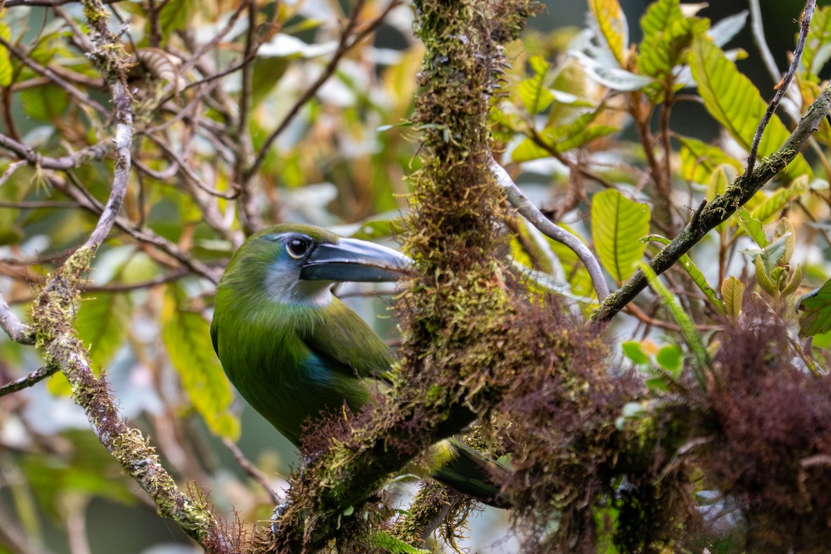 Blue-banded Toucanet - ML643596043