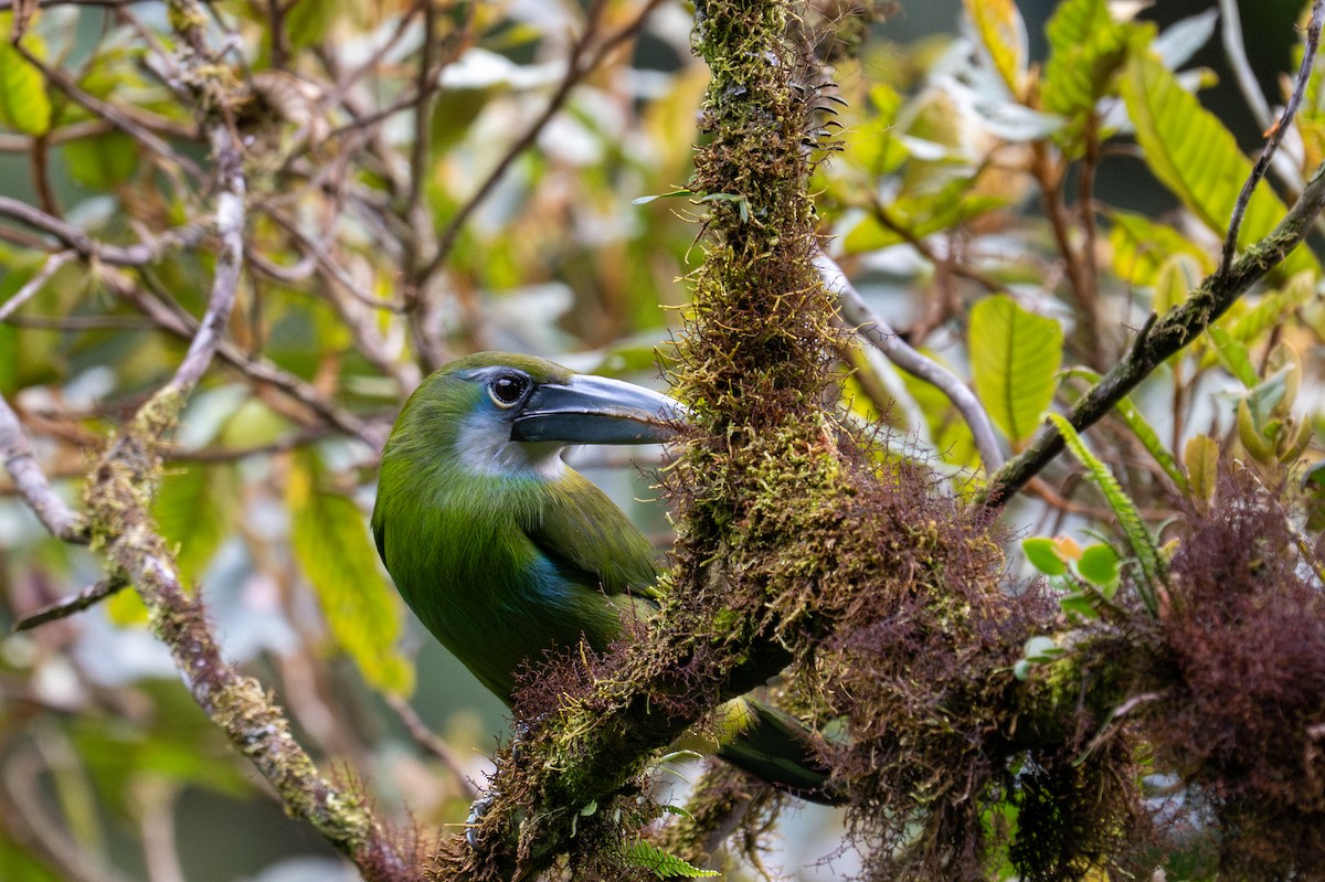 Blue-banded Toucanet - ML643596044
