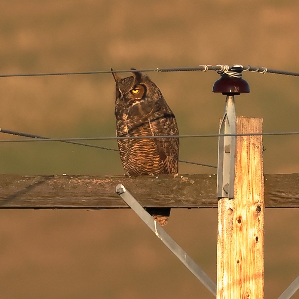 Great Horned Owl - ML643596045