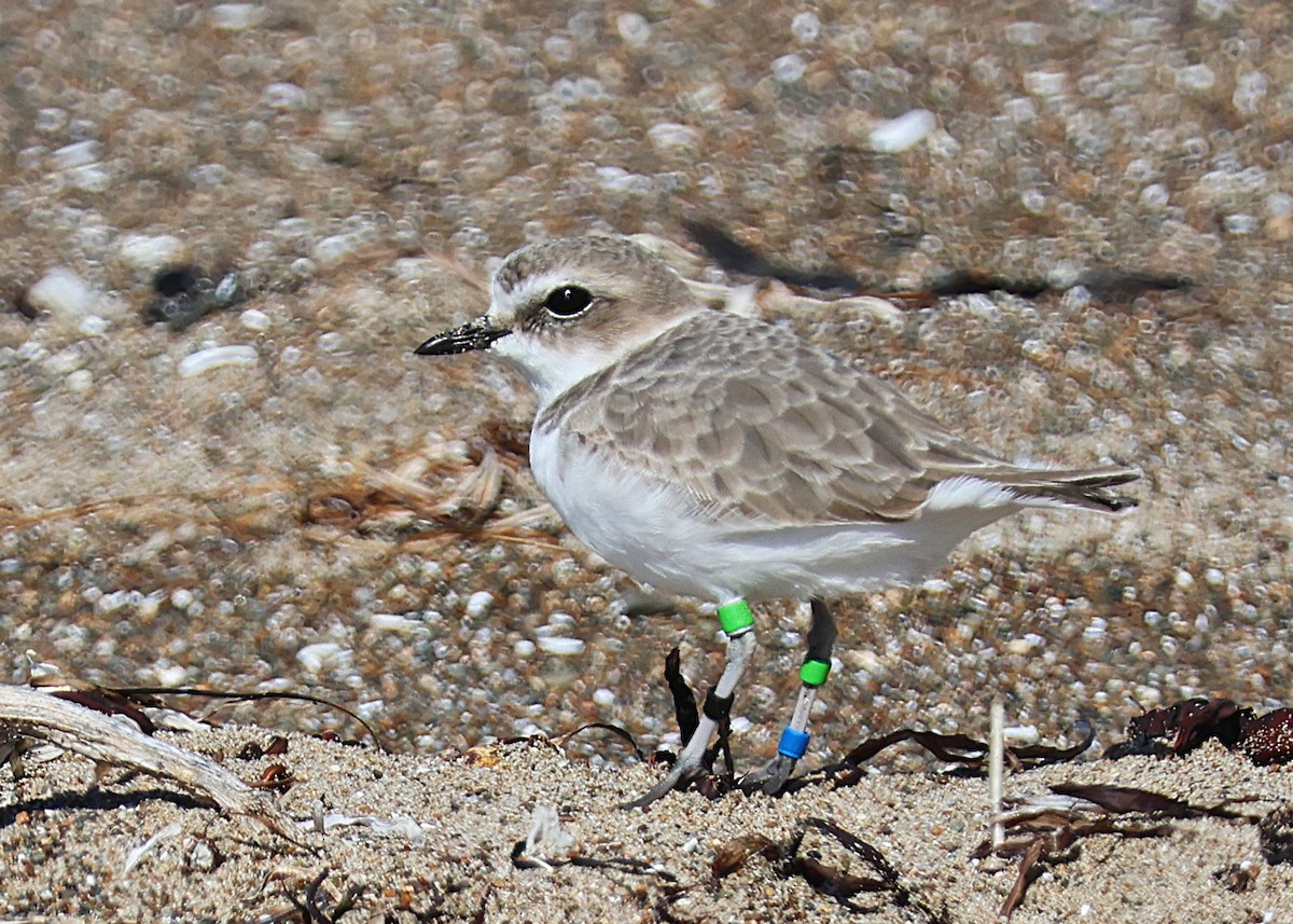Snowy Plover - ML643596052