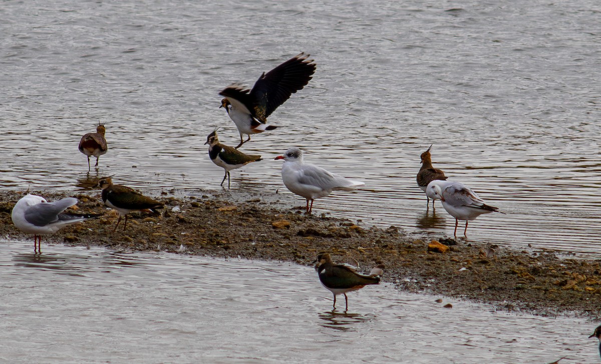 Mediterranean Gull - ML643596054