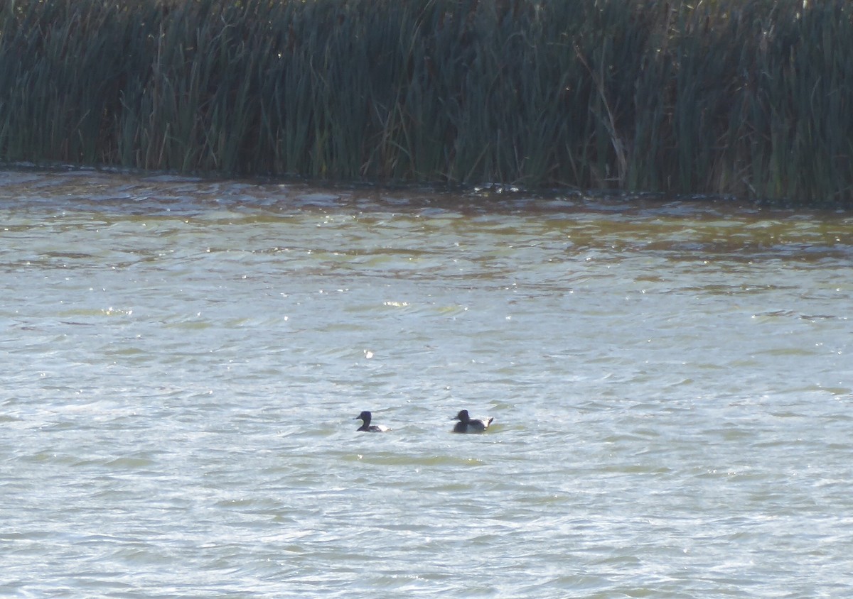 Ring-necked Duck - ML643596064