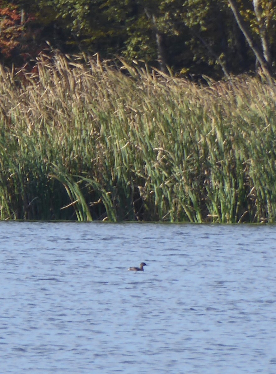 Pied-billed Grebe - ML643596070