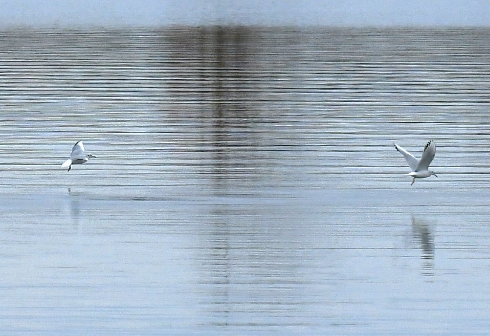 Bonaparte's Gull - ML643596086
