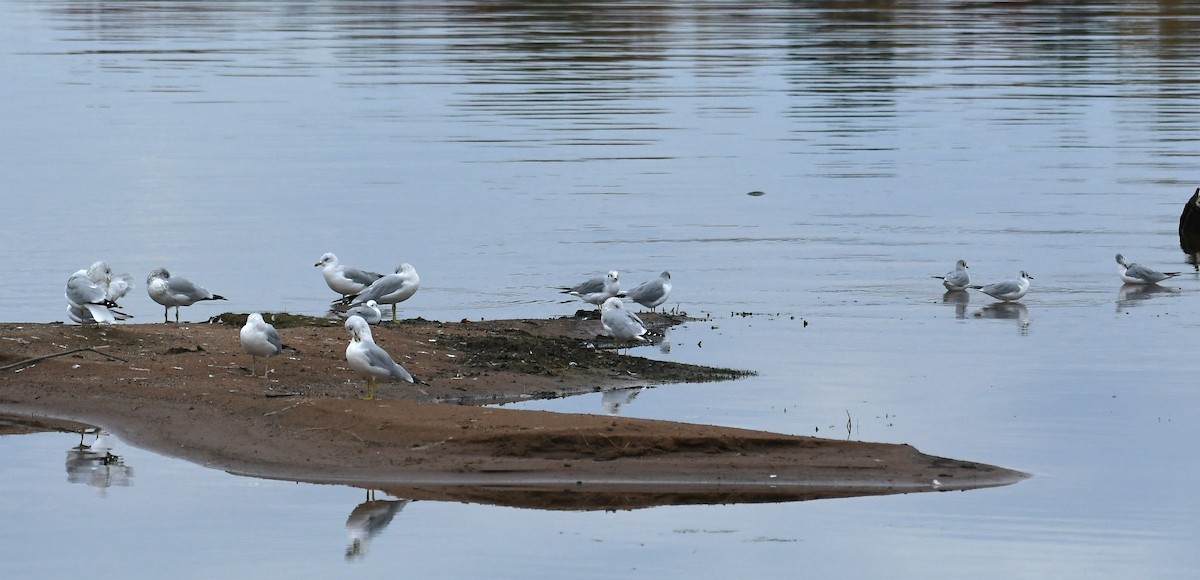 Bonaparte's Gull - ML643596087