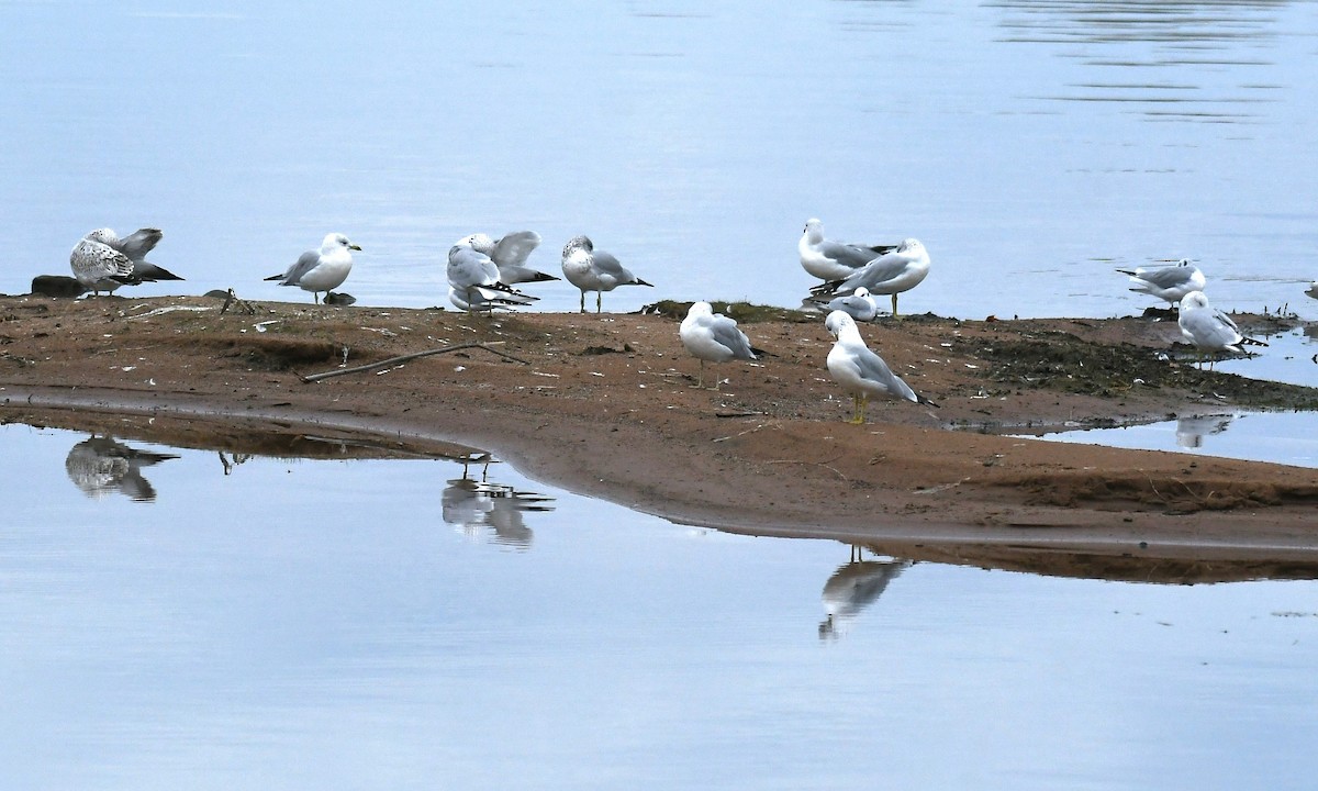 Bonaparte's Gull - ML643596088