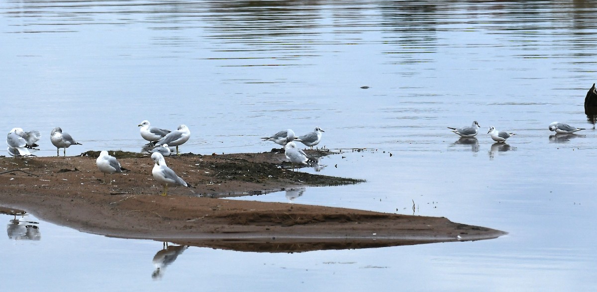 Bonaparte's Gull - ML643596089