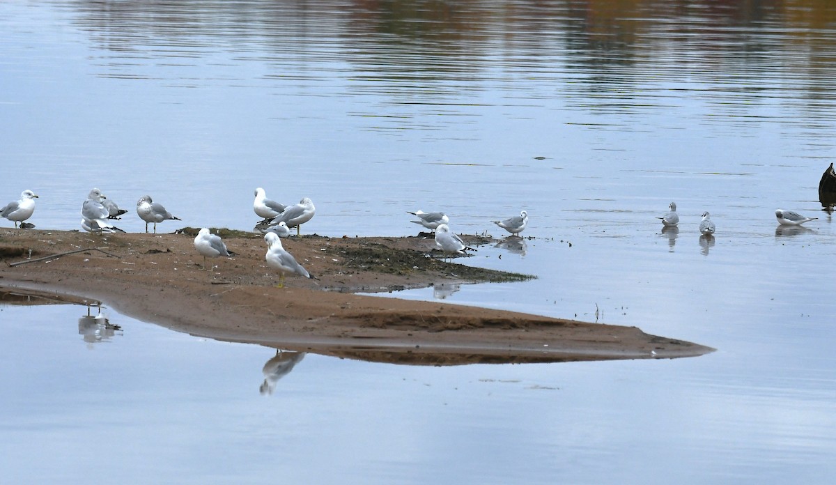 Bonaparte's Gull - ML643596090