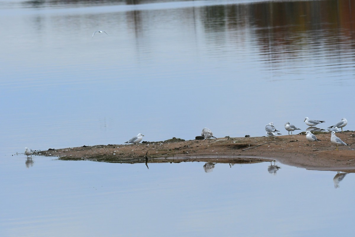 Bonaparte's Gull - ML643596091