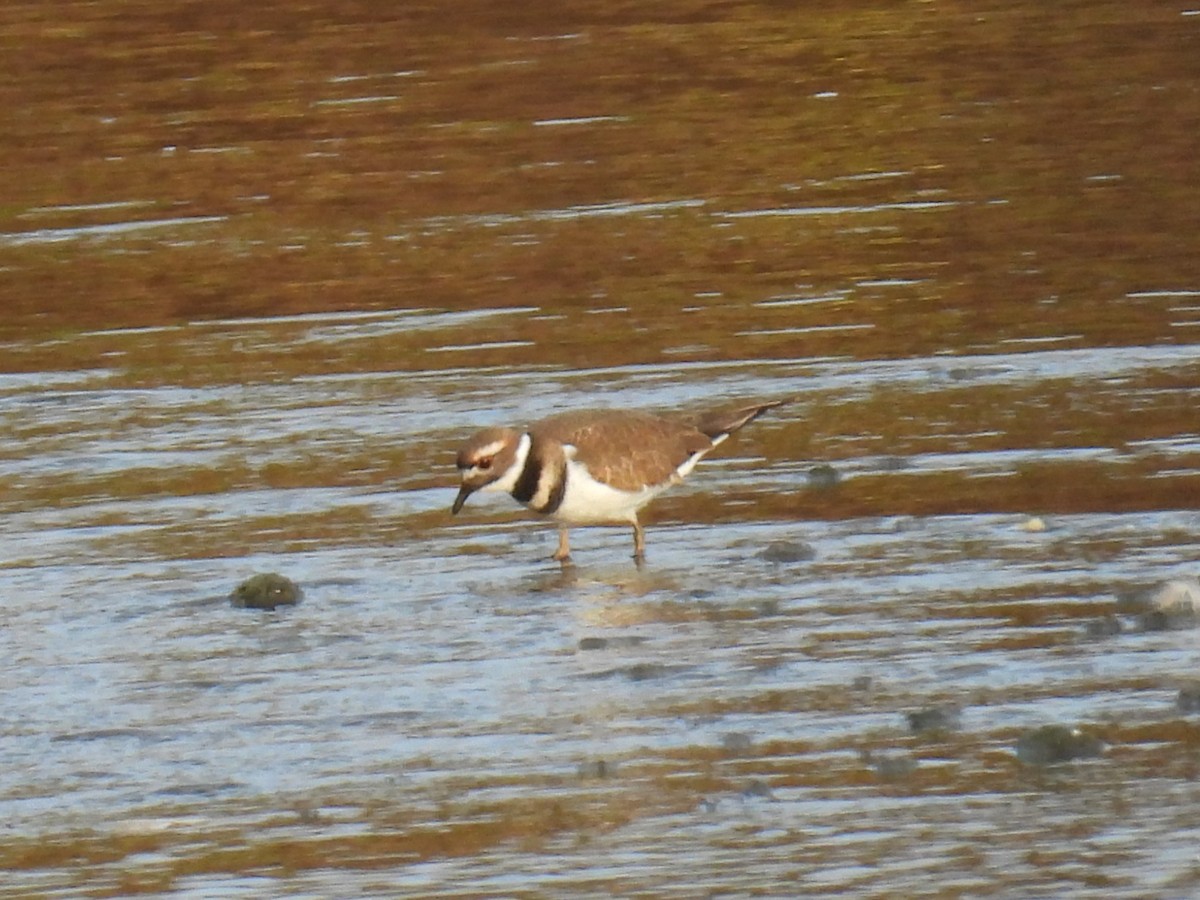 Killdeer - ML643596096