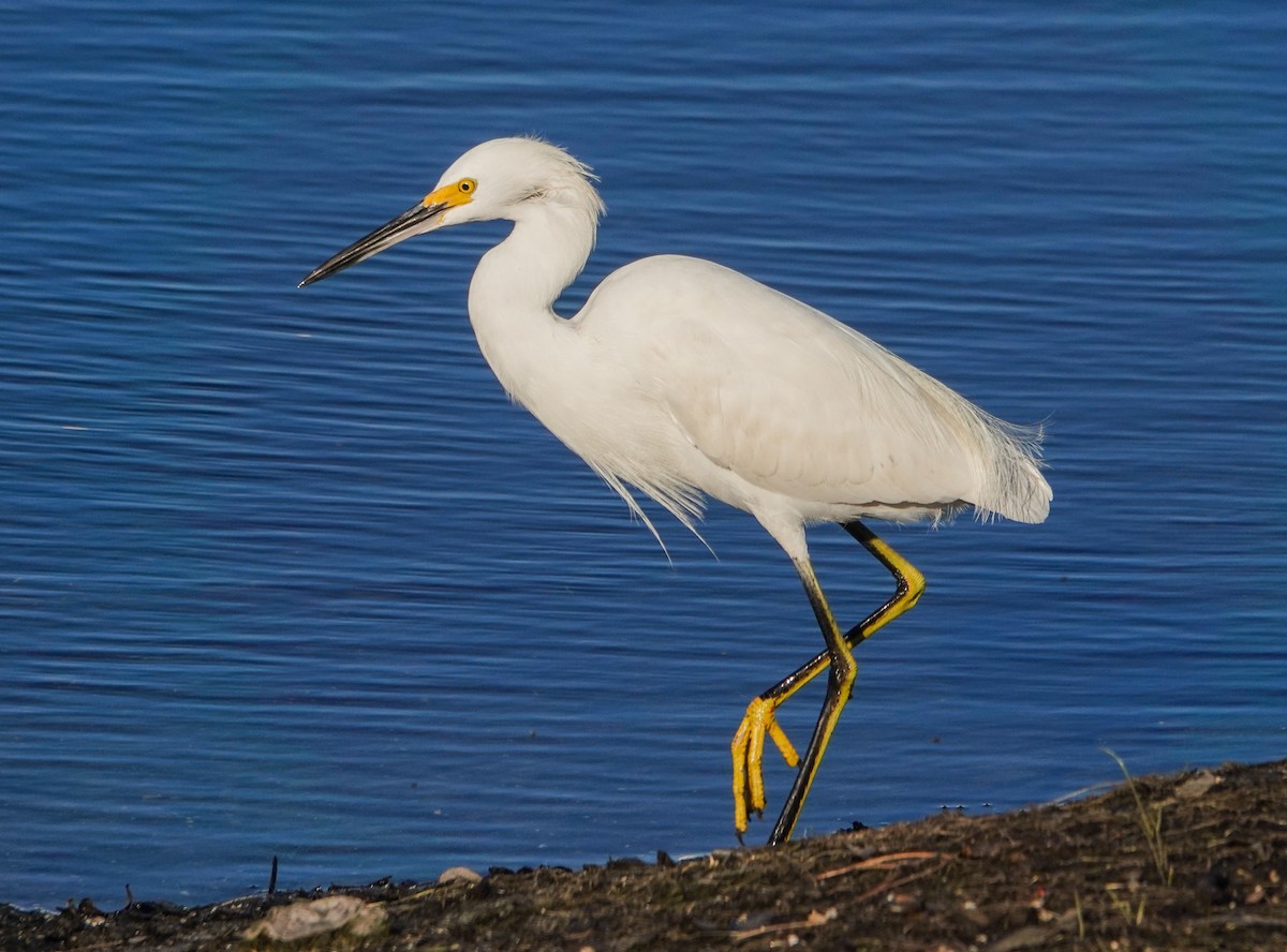 Snowy Egret - ML643596099