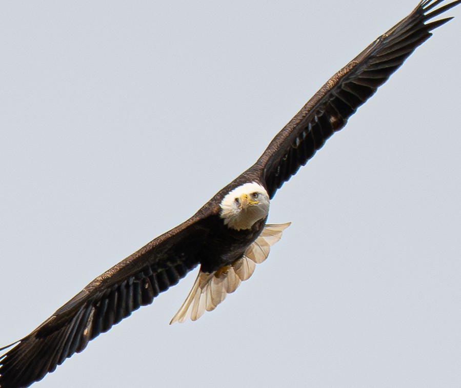 Weißkopf-Seeadler - ML643596100