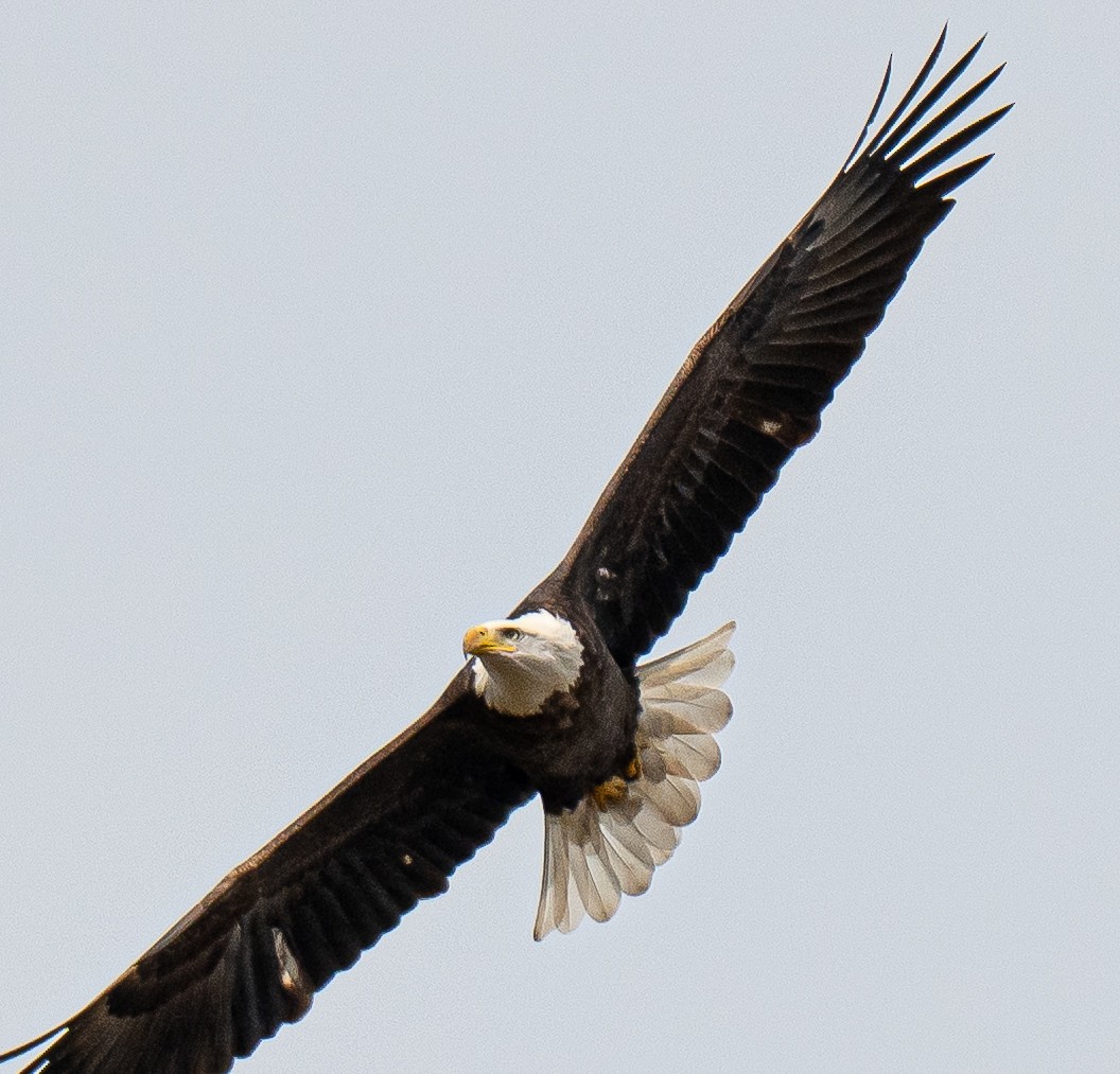 Weißkopf-Seeadler - ML643596101