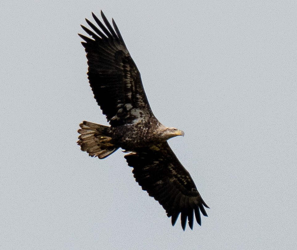 Weißkopf-Seeadler - ML643596102