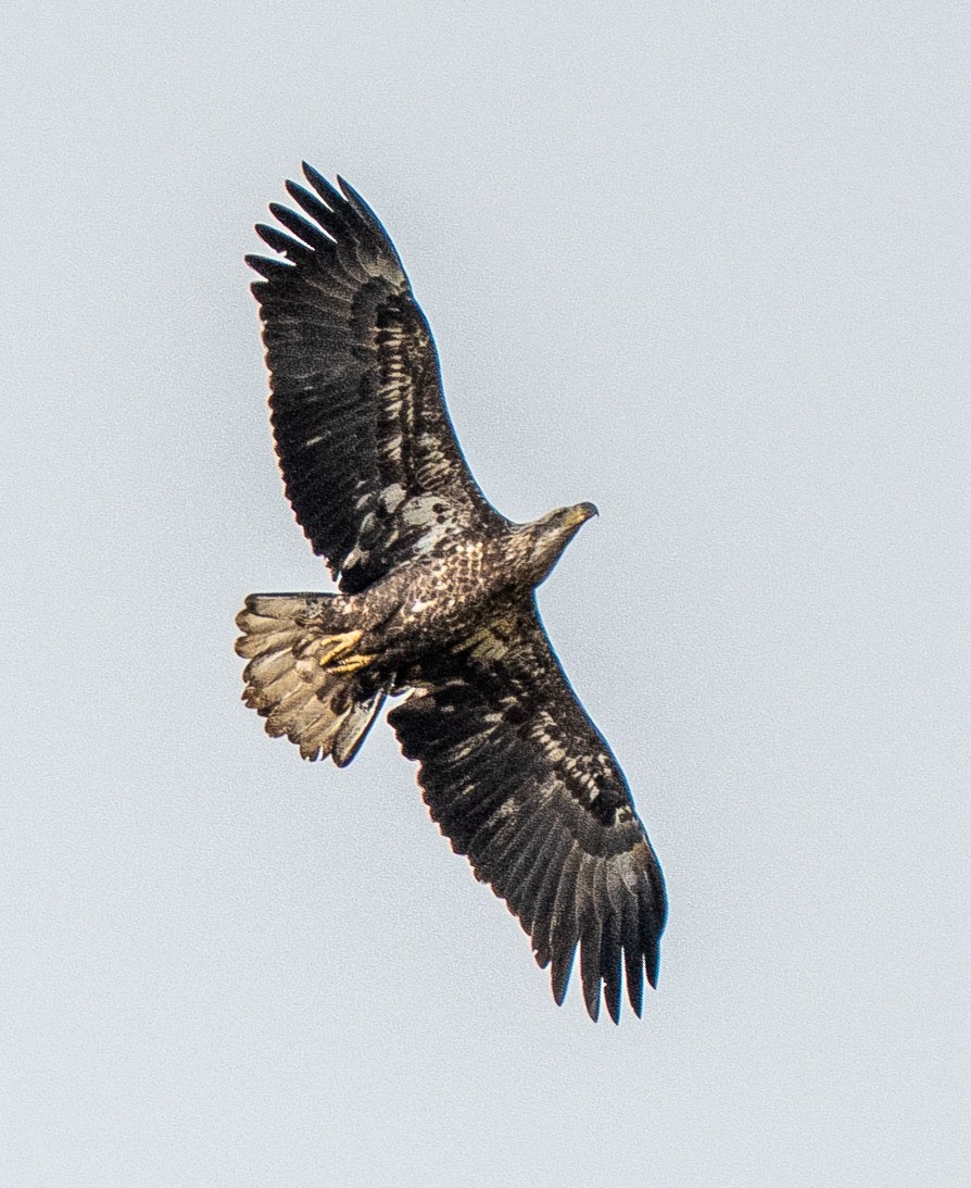 Weißkopf-Seeadler - ML643596103