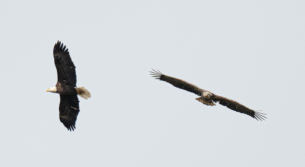 Weißkopf-Seeadler - ML643596104
