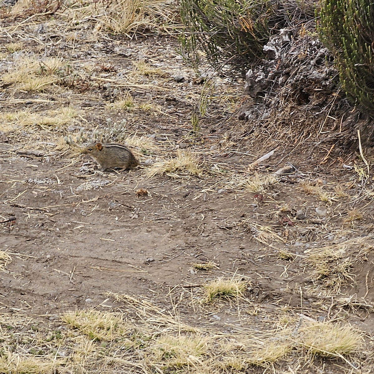 Animals - ML643596105