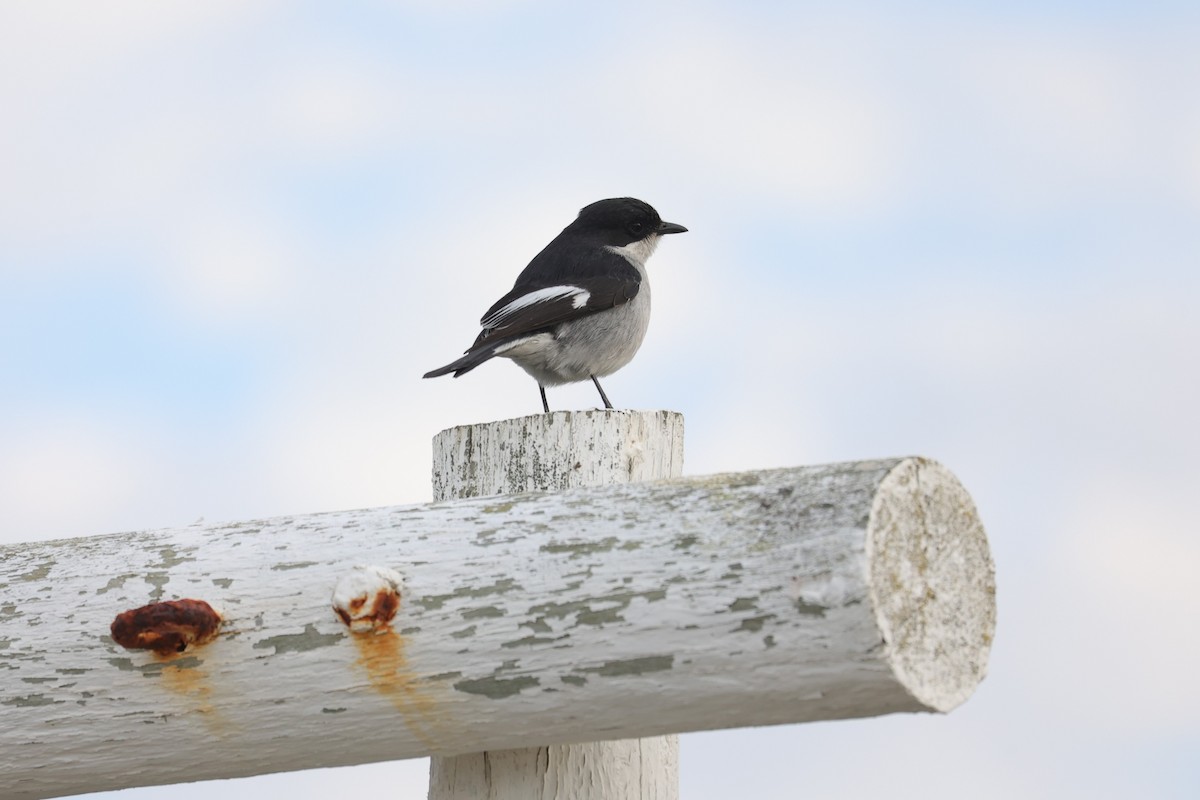 Fiscal Flycatcher - ML643596124