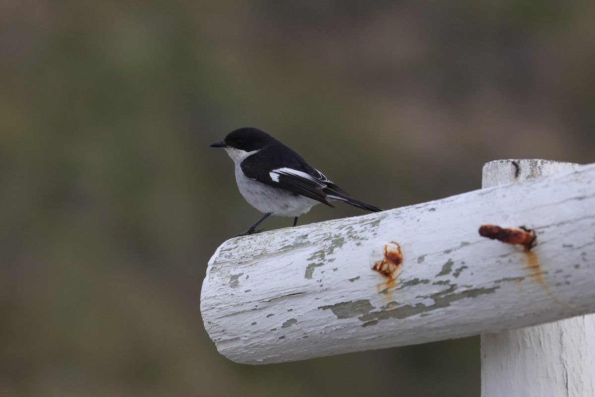 Fiscal Flycatcher - ML643596125