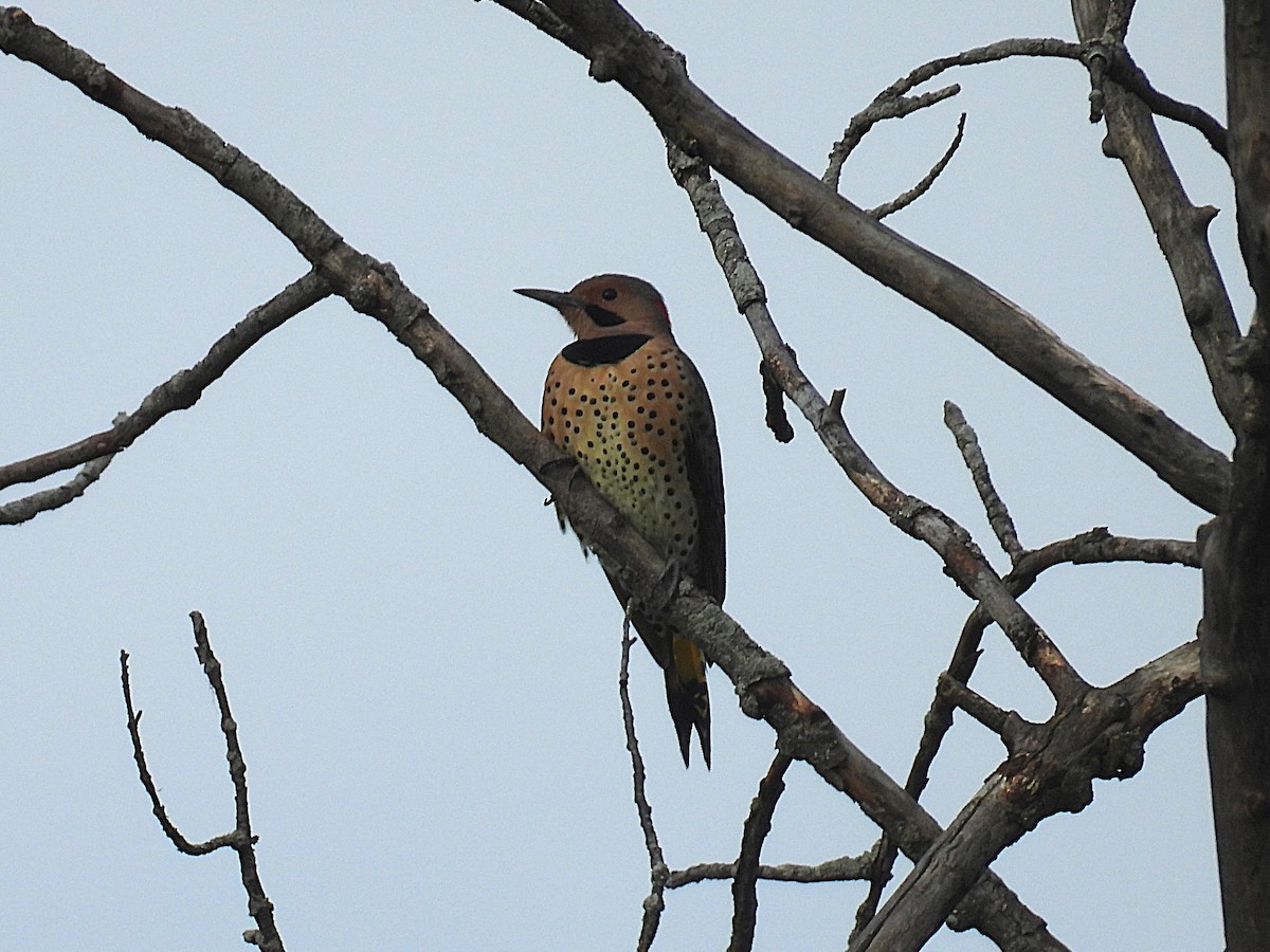 Northern Flicker - ML643596139