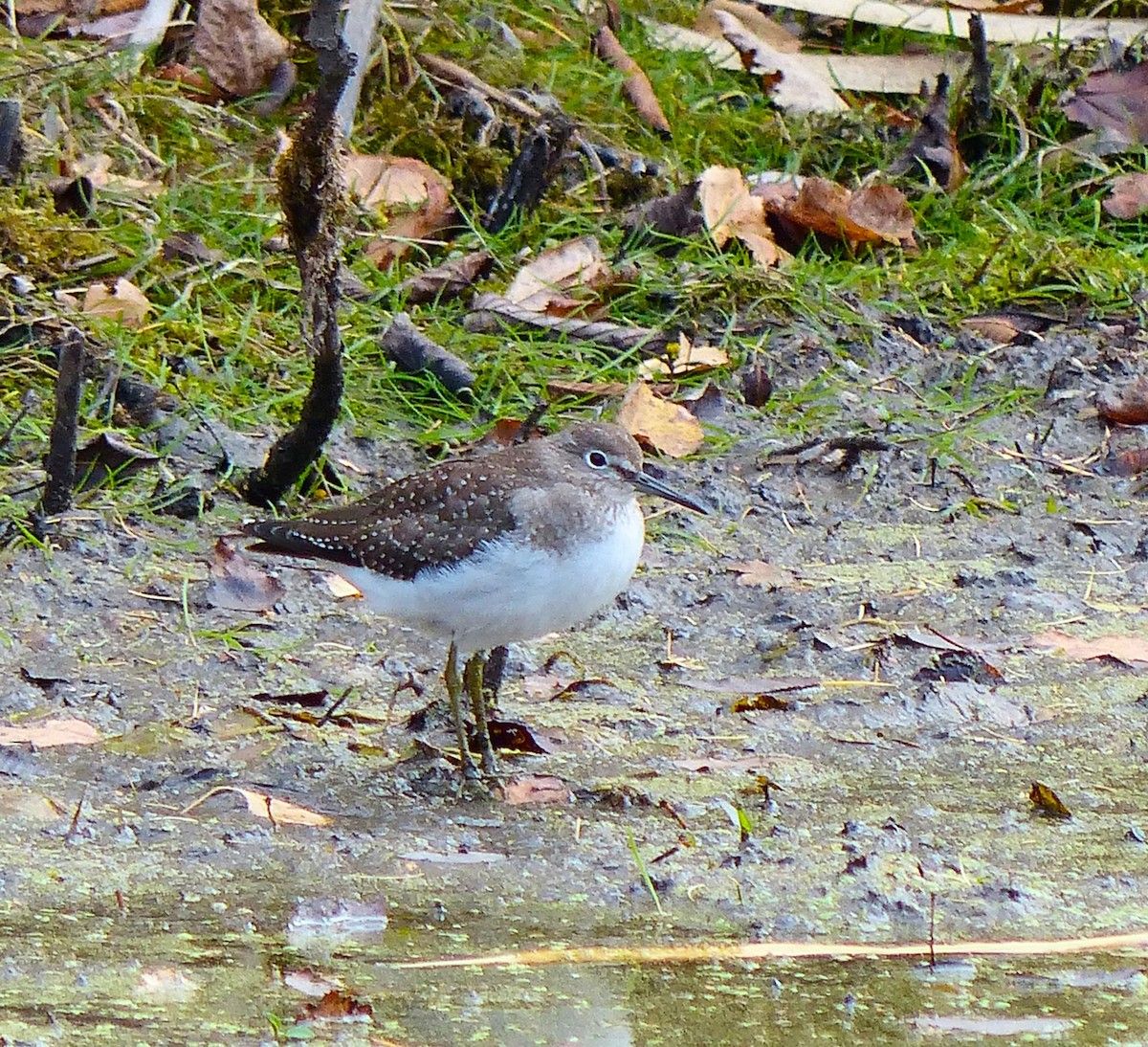 Solitary Sandpiper - ML643596162