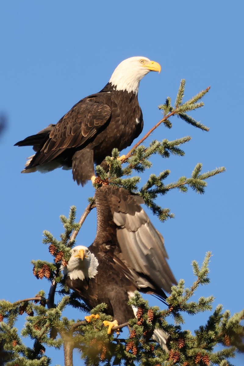 Bald Eagle - ML643596172